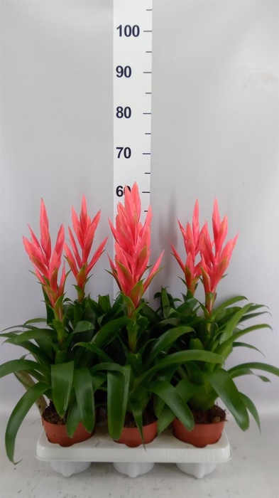 <h4>Tillandsia  'Ziva'</h4>