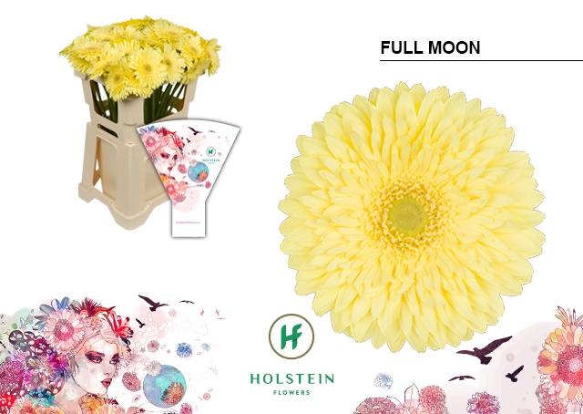 <h4>Gerbera Full Moon Water</h4>