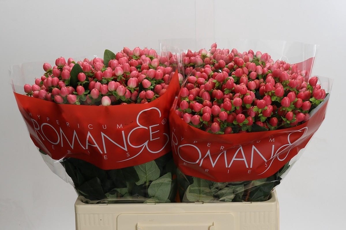 <h4>Hypericum Sweet Romance</h4>