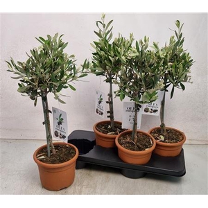 Olea Europaea