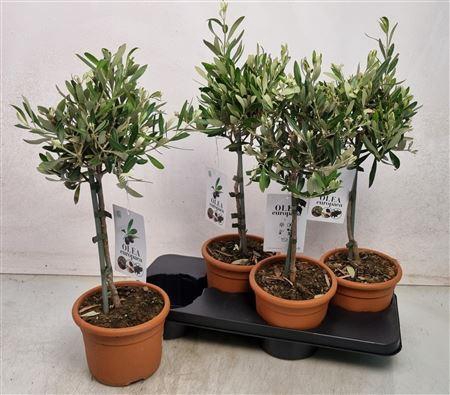<h4>Olea Europaea</h4>
