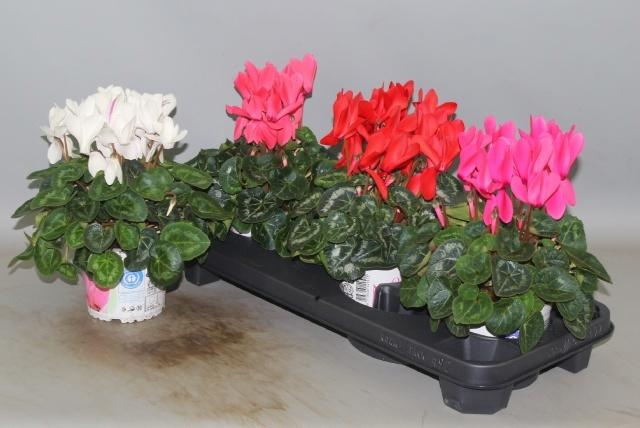 <h4>CYCL GR SUP XL</h4>