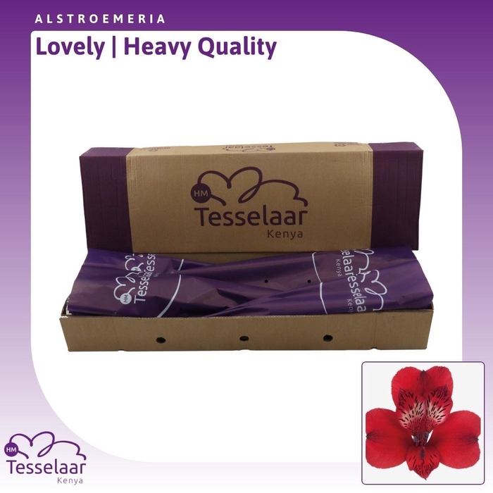 <h4>Alstroemeria Lovely | Heavy Quality</h4>