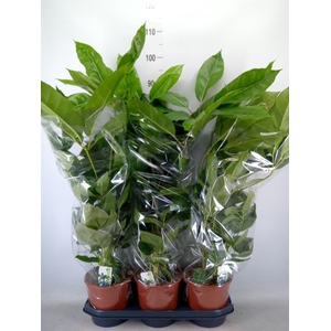 Schefflera actin. 'Amate'