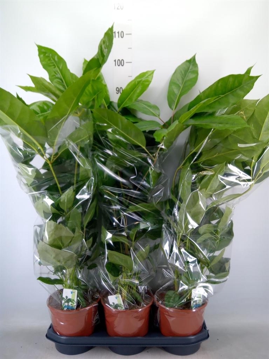 <h4>Schefflera actin. 'Amate'</h4>