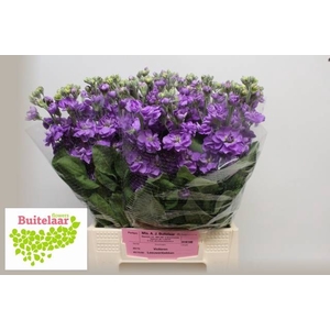 MATTH ANYT LAVENDER