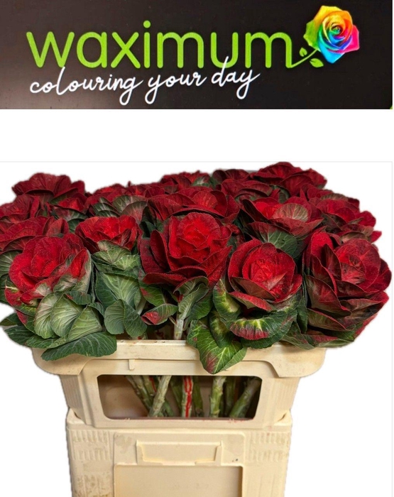 <h4>Brassica Fluweel Rood 70cm</h4>