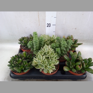 Crassula   ...mix