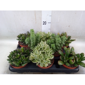 Crassula   ...mix