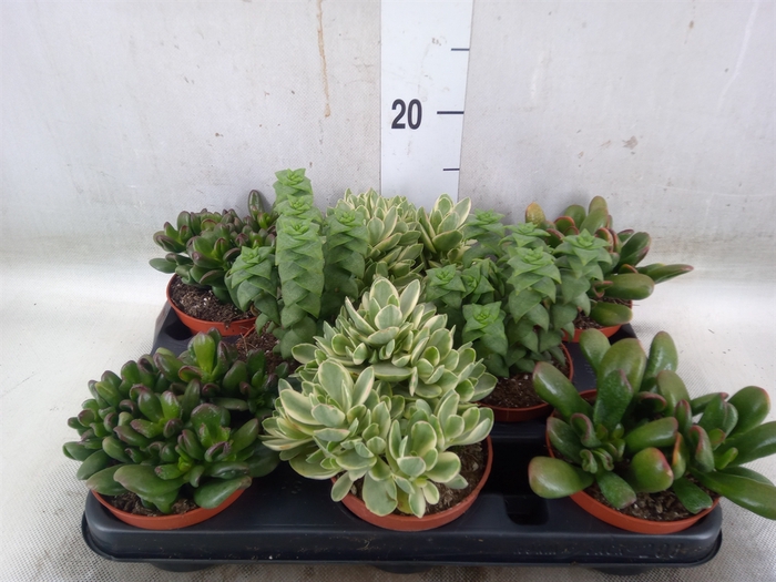 <h4>Crassula   ...mix</h4>