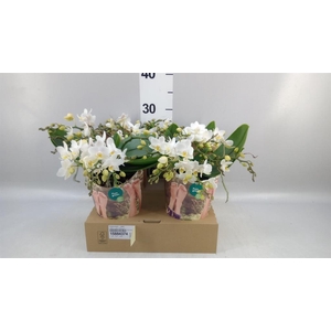 Phalaenopsis   ...white