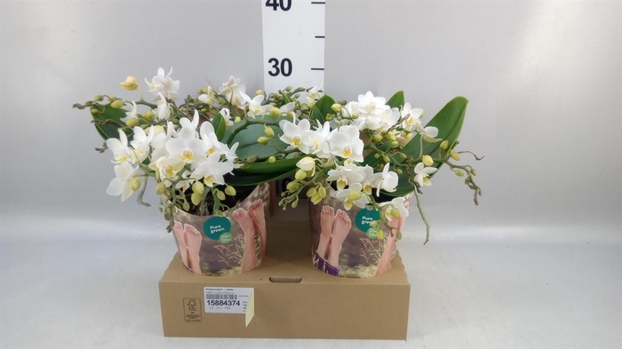 <h4>Phalaenopsis   ...white</h4>