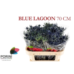 ERYN MAG BLUE LAGOON