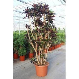 Codiaeum Mammi (Croton)