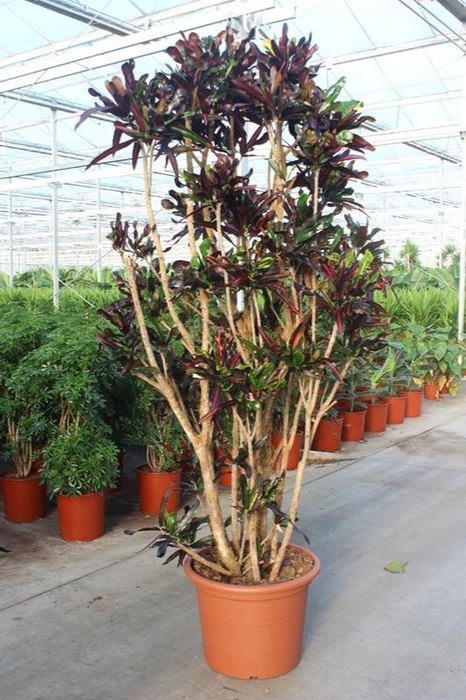 <h4>Codiaeum Mammi (Croton Mammi)</h4>