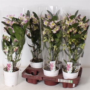 Dendrobium Nobile Bright Eyes 12Ø 45cm 2st 12fl