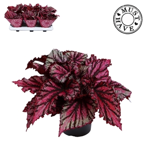 Begonia BD rex 'MagicCol Lambada'
