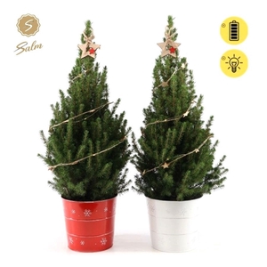 Picea gl. 'December'® P19 in Zinc X-mas Duo + Starlight + Star on Loop