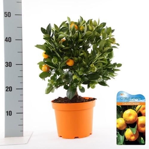 Citrus Calamondin bush/stem top