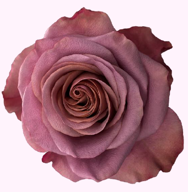 <h4>R Gr Purple Moon Bicolor Purple 50cm EC</h4>