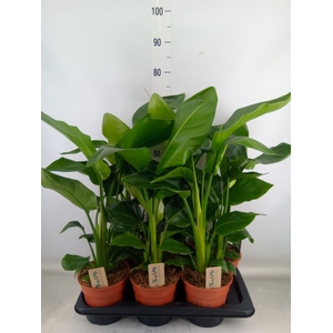Strelitzia nicolai