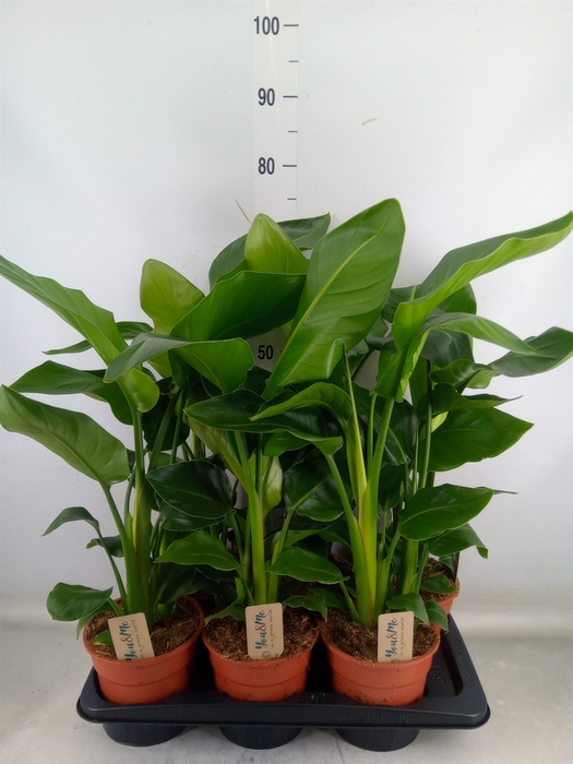 <h4>Strelitzia nicolai</h4>