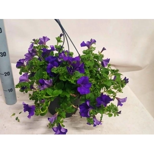 PET BLUE SURFINIA
