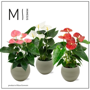 Mimesis Anthurium KARMA Grandiflora mix - Bolivia Green