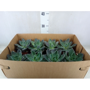 Echeveria   ...