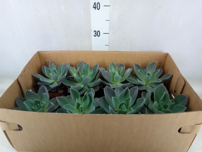 <h4>Echeveria   ...</h4>