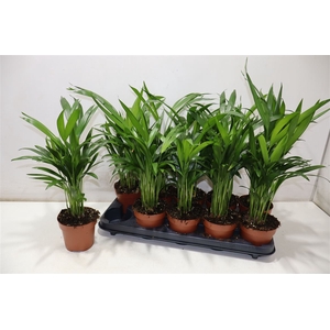 Dypsis Lutescens