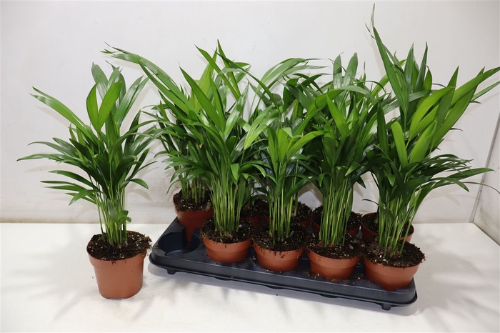 <h4>Dypsis Lutescens</h4>