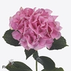 Hydrangea royal love