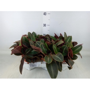 Planten Groen   ...L%