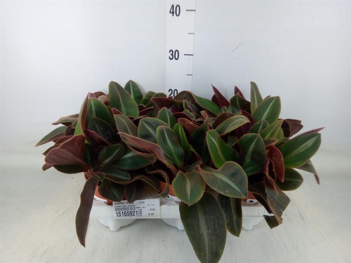 <h4>Planten Groen   ...L%</h4>