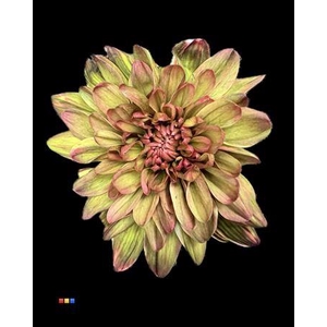 Chr T 2 Kl Baltica Hortensia