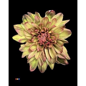 Chr T 2 Kl Baltica Hortensia