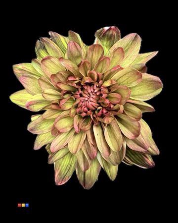 <h4>Chr T 2 Kl Baltica Hortensia</h4>