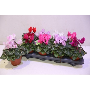 arr8 Cycl Md Sup Allure