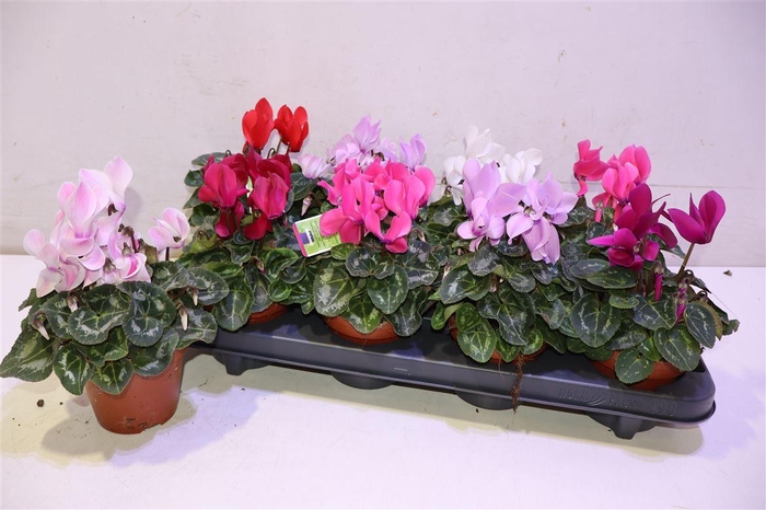 <h4>arr8 Cycl Md Sup Allure</h4>