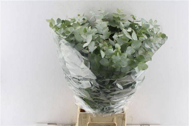 <h4>EUC CINEREA PER BOS</h4>