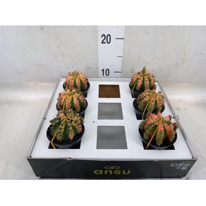 Gymnocalycium mihanov. 'Japan'  mix