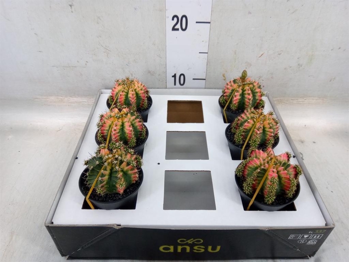 <h4>Gymnocalycium mihanov. 'Japan'  mix</h4>