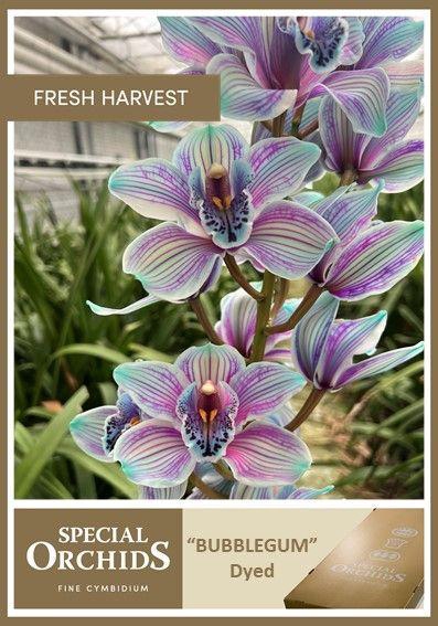 <h4>CYMB Dyed Bubblegum</h4>