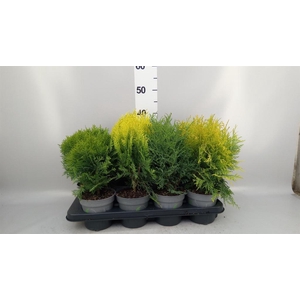 Thuja occid.