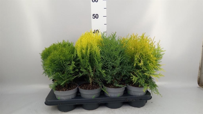 <h4>Thuja occid.</h4>