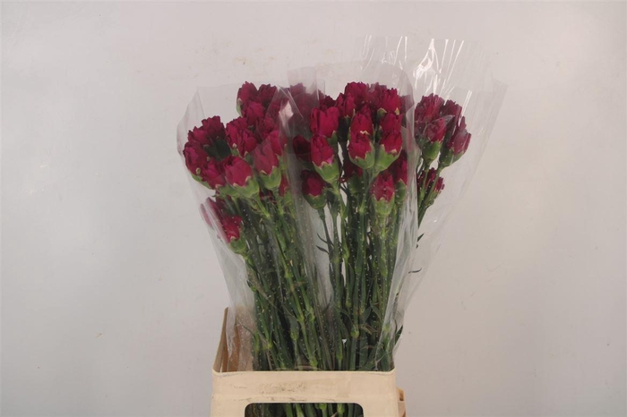 <h4>Di St Zafiro</h4>