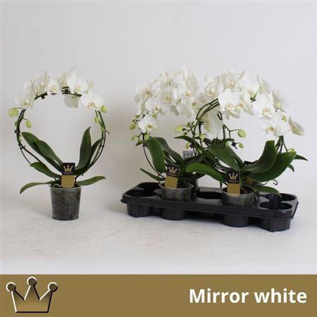 <h4>Phal El Cascade</h4>