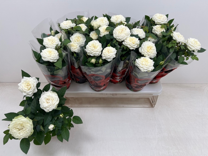 <h4>RO FAV RO WHITE</h4>