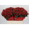 Hypericum True Romance